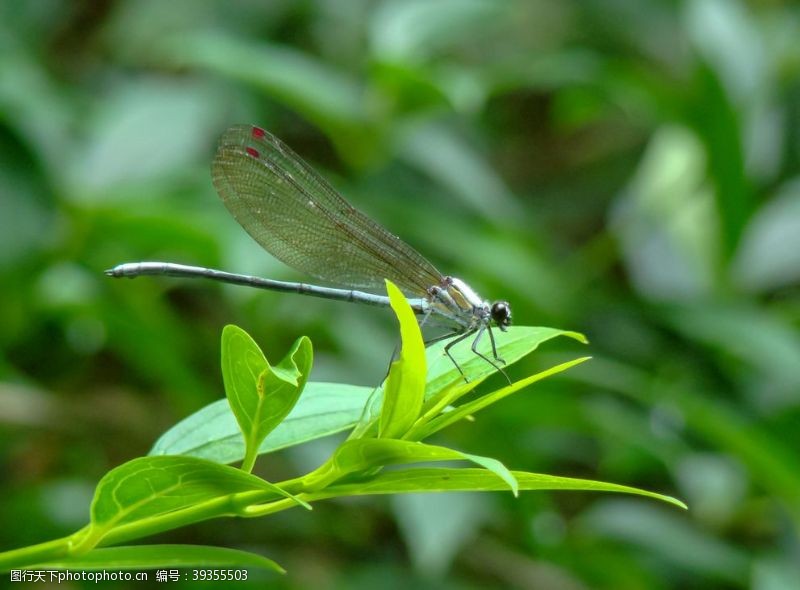 茶坊蜻蜓图片