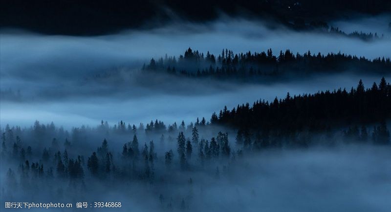 晨雾森林风景图图片