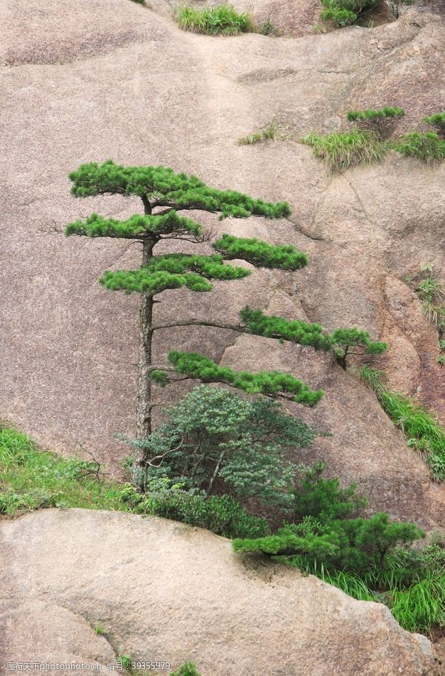 针叶林松图片