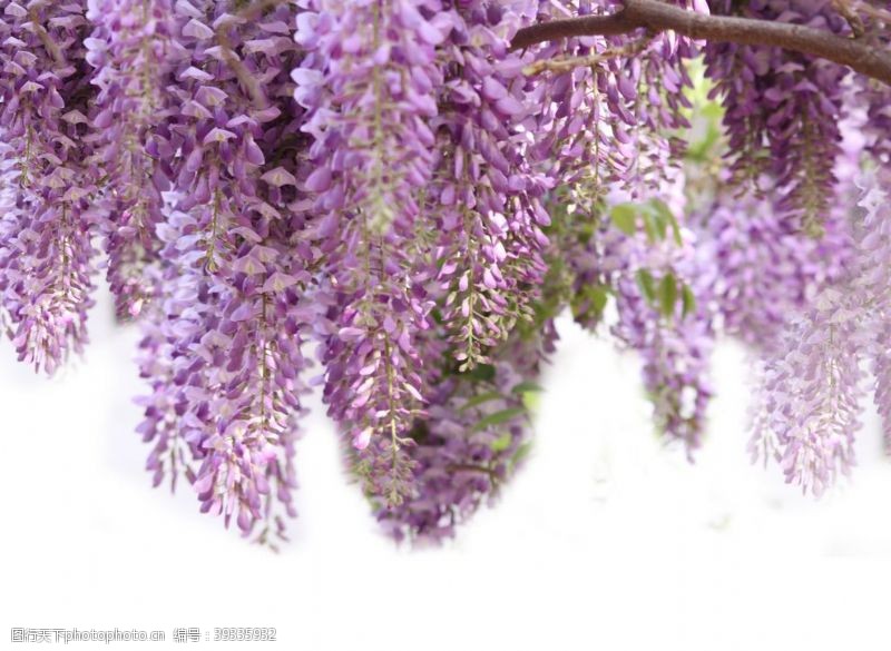 现代风素材紫金花图片