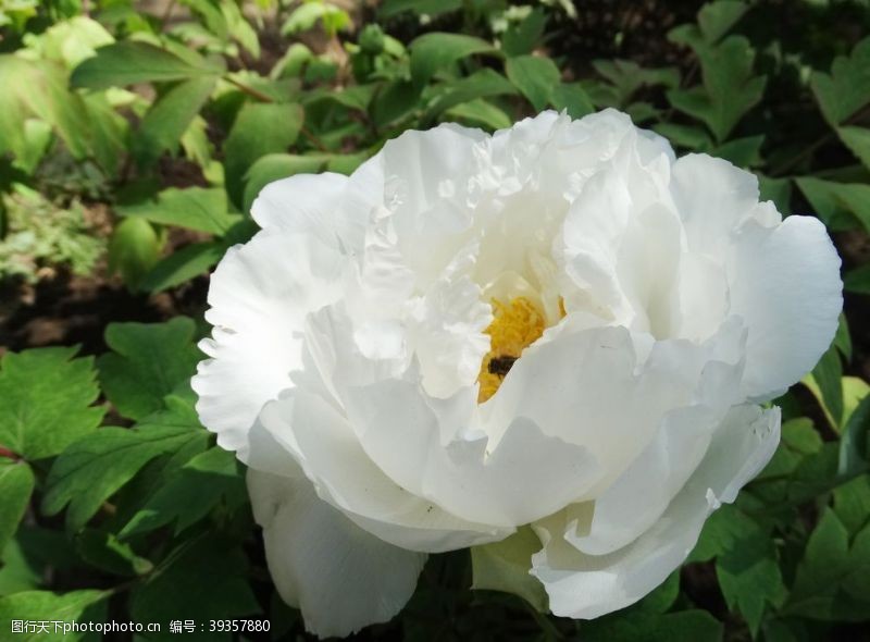 牡丹园北京植物园鲜花牡丹花花卉图片