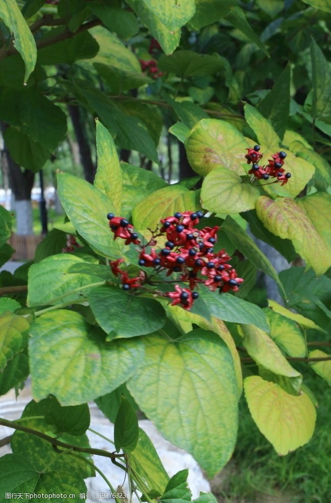 莲花山公园海州常山图片