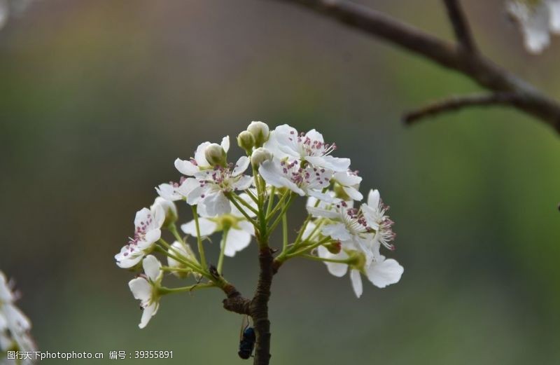 花卉海报梨花图片