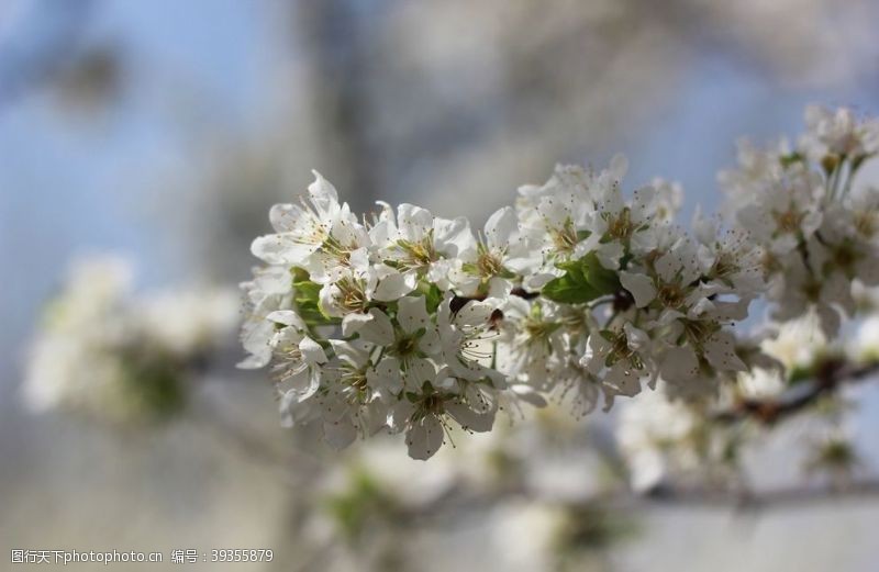 梨园春梨树花图片