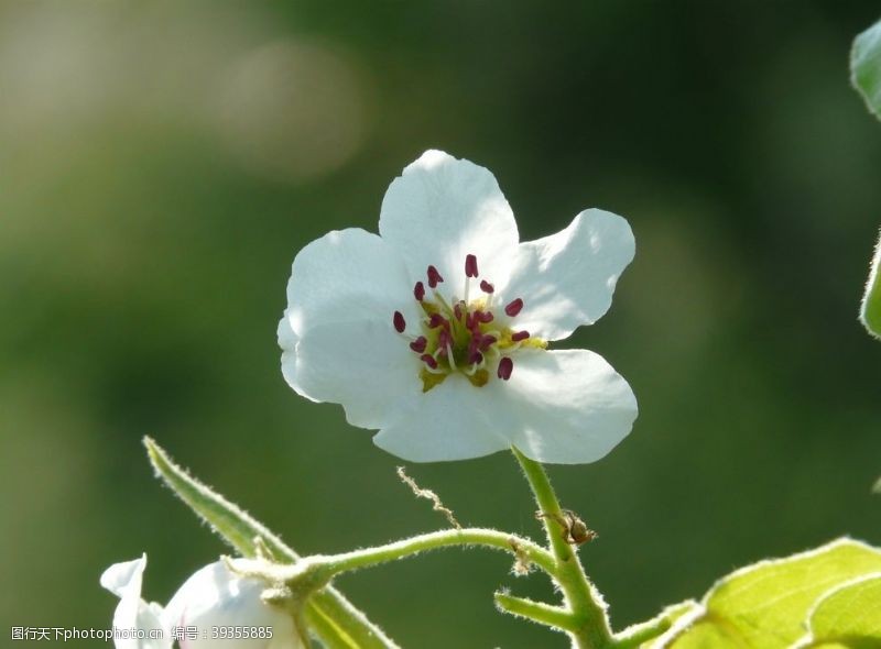 花卉海报梨树花图片