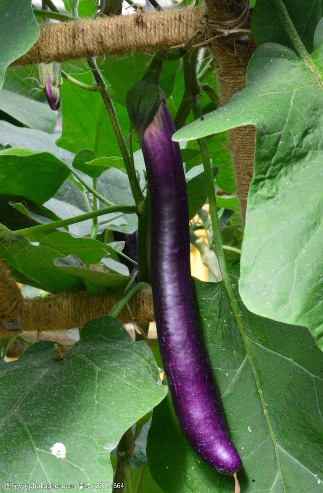 紫苏茄子图片