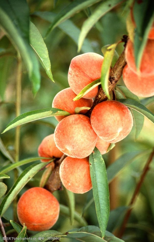 水蜜桃油桃桃子图片