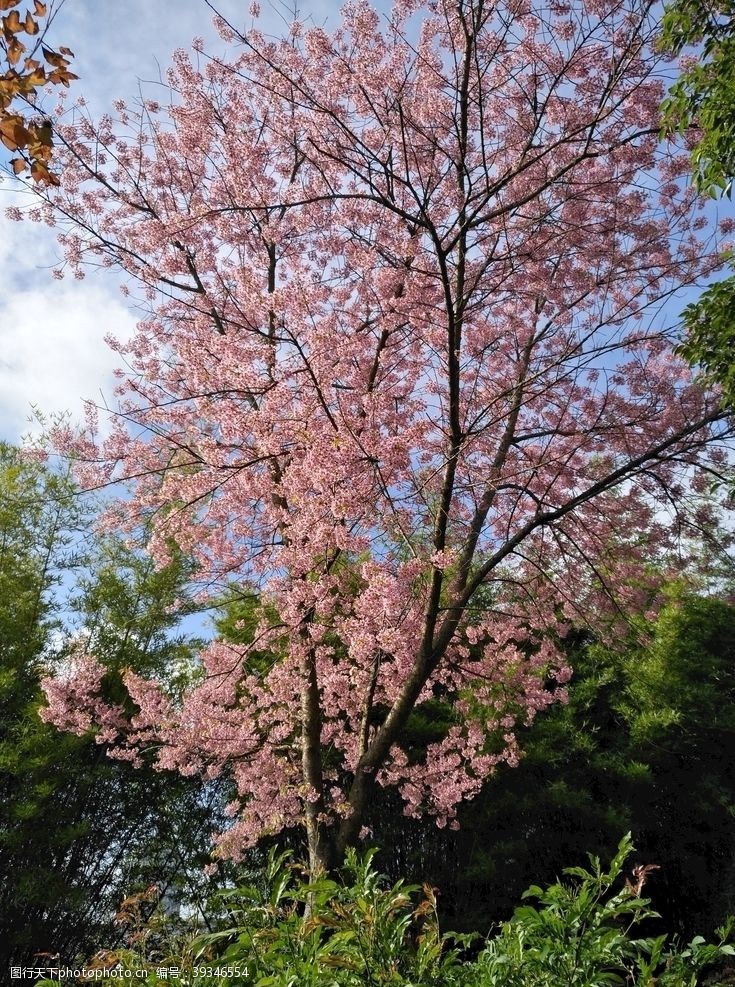 樱花樱花树图片