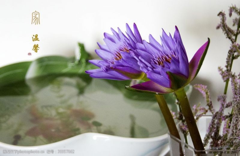 美化环境紫色莲花图片