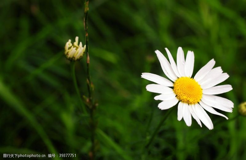 春天的背景白色的雏菊图片