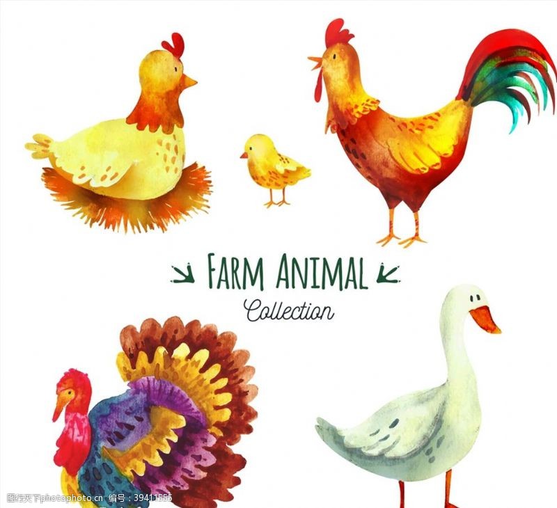 公鸡彩绘彩绘农场动物图片