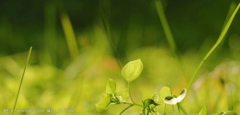保护小草春日绿色环保护眼壁纸图片
