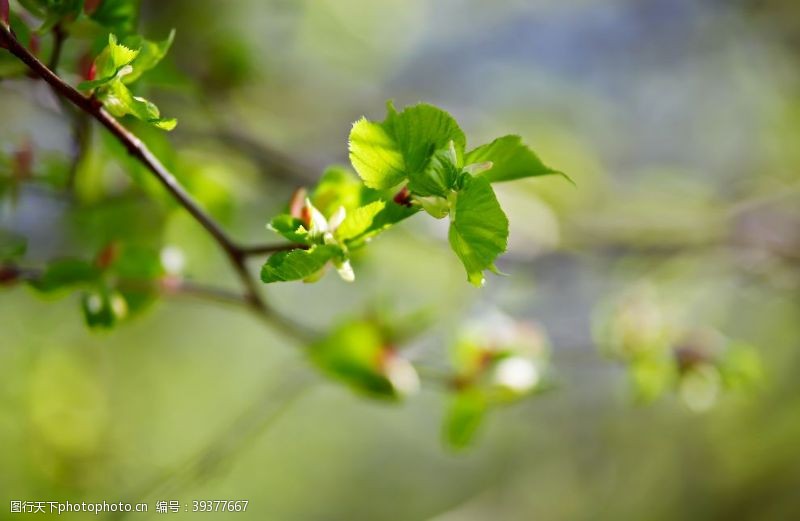 绿色清新背景春天的树叶嫩绿的叶子图片