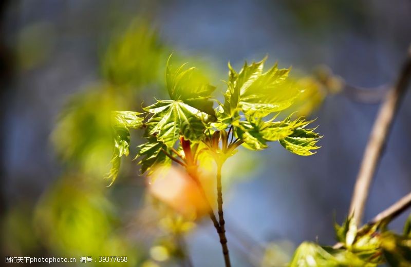 绿色清新背景春天的树叶图片