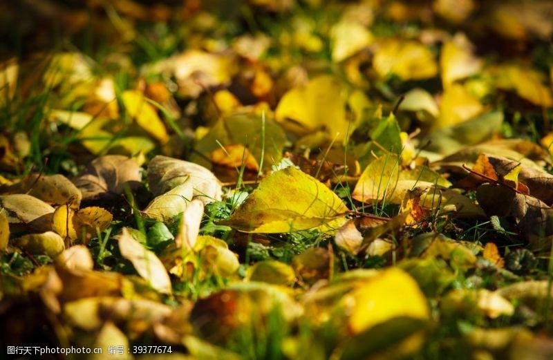 春天的花绿干燥的落叶图片