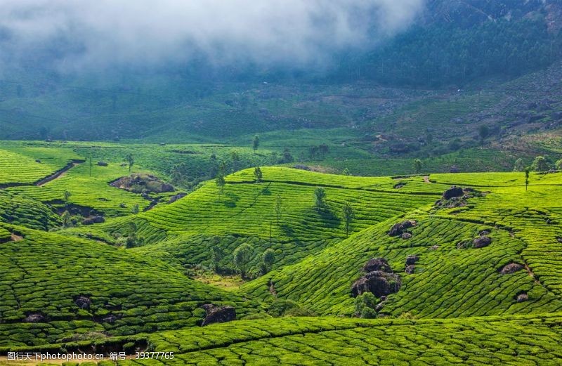 绿色清新背景喀拉拉印度旅游背景图片