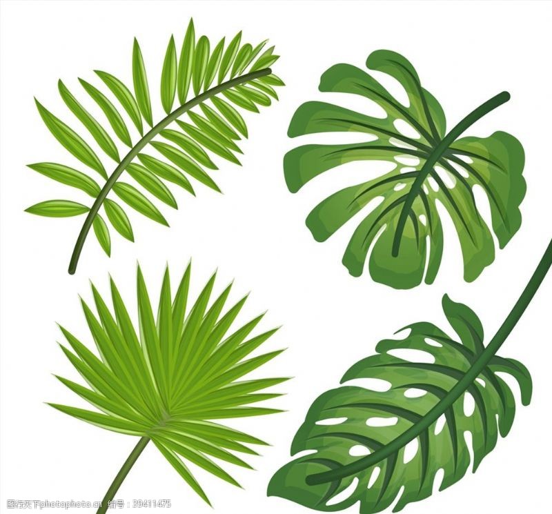 绿色热带植物叶子图片