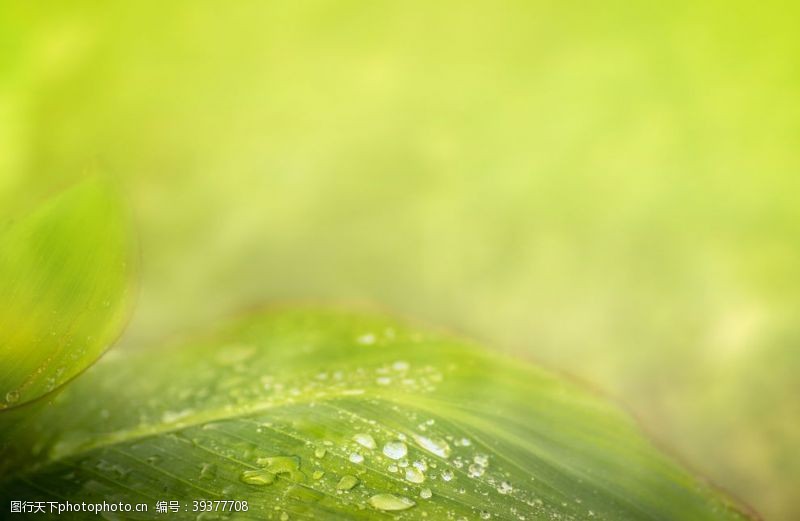 树叶水珠水滴绿叶水滴图片