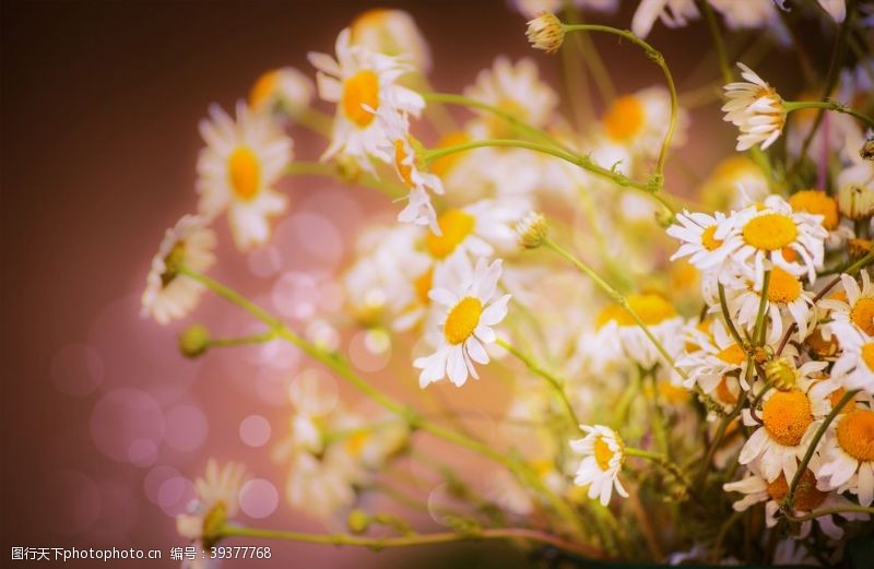 绿色清新背景美丽的雏菊花图片