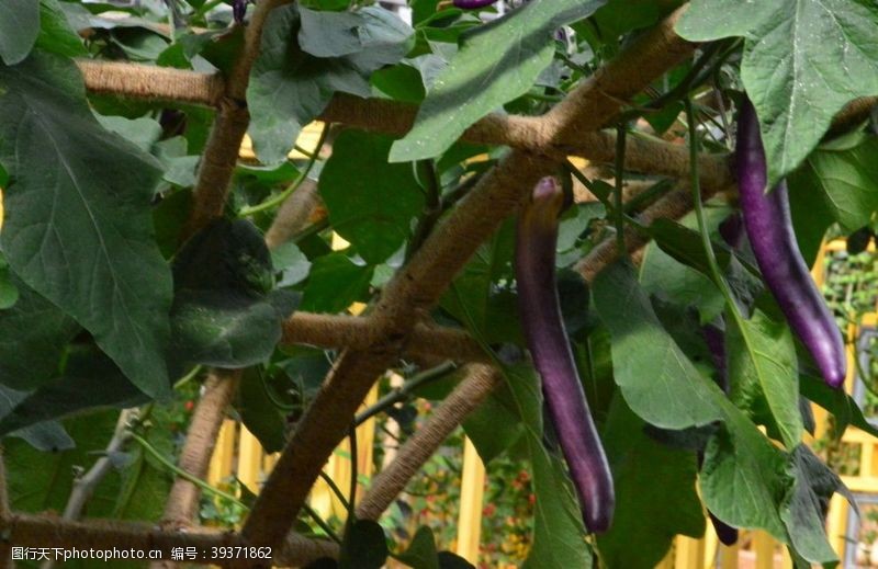 紫苏茄子图片