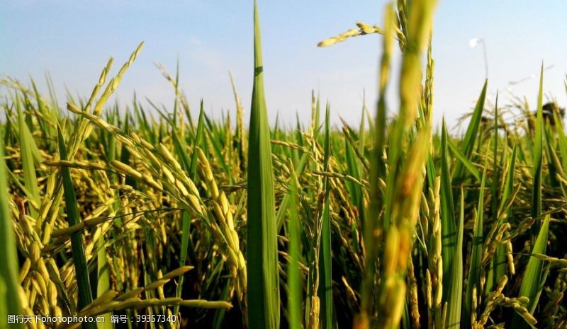 庄稼地田里的水稻图片