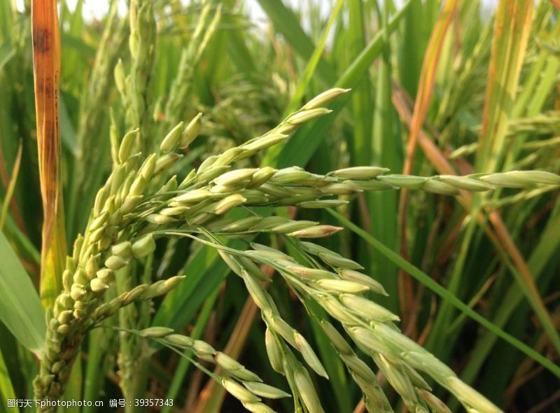 庄稼地田里的水稻图片