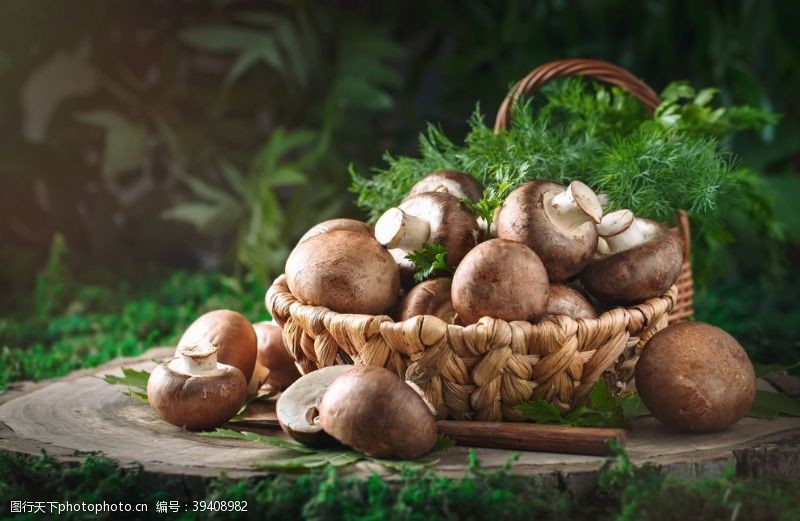 菇类香菇蘑菇森林木桩背景海报素材图片