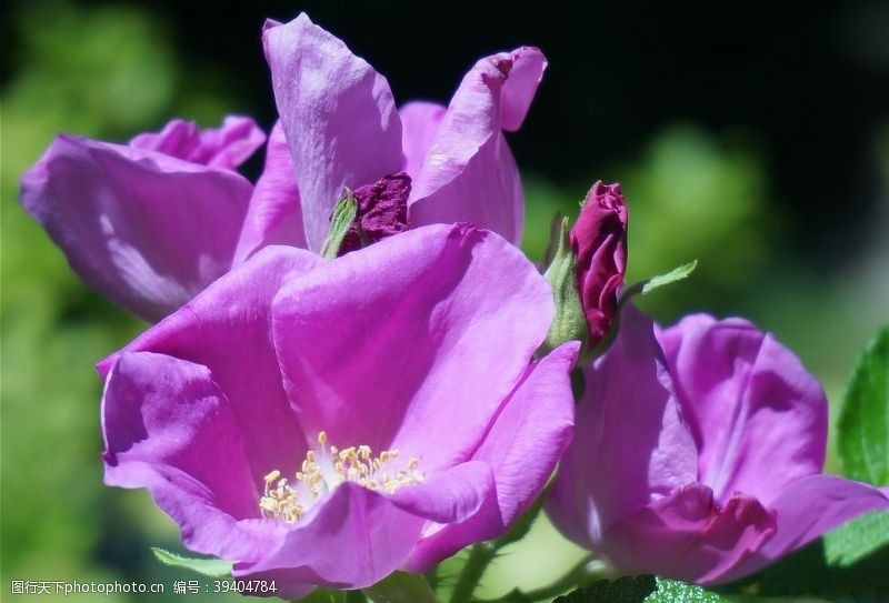 花草图案紫玫瑰图片