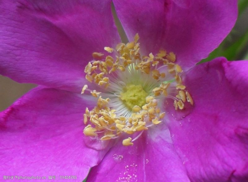 花草图案紫玫瑰图片