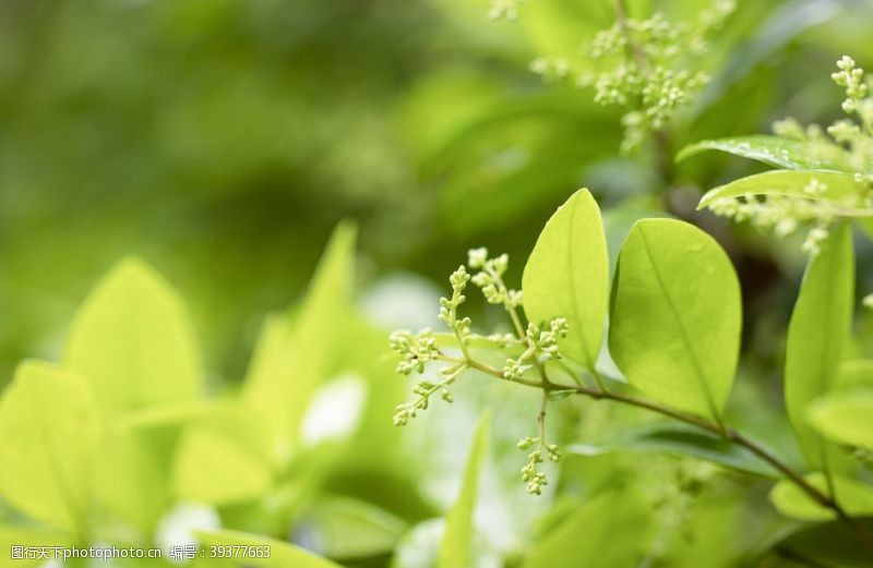 春天的花绿春天的草丛图片