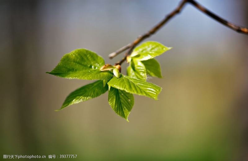 绿植景观墙春天的树叶图片