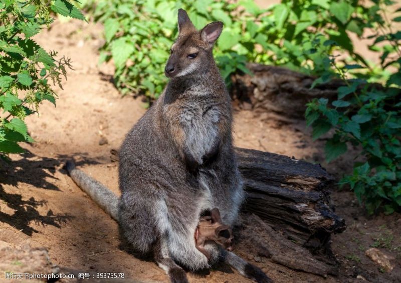 澳大利亚袋鼠图片