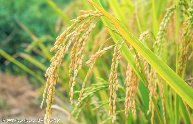 绿色清新背景即将丰收的水稻图片