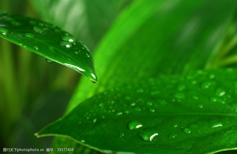 手机上新绿色植物的叶子上的水滴图片