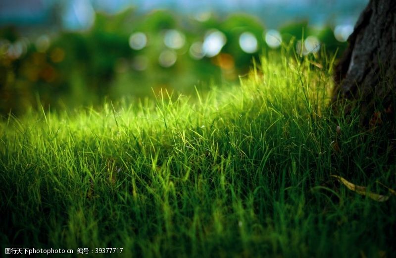 春天的花绿清晨的小草图片