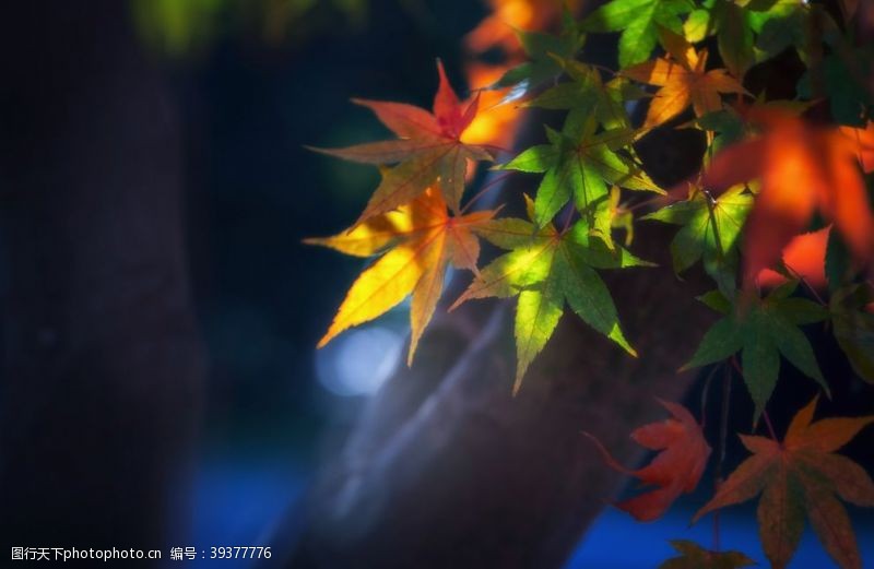 绿色枫叶背景色彩斑斓的枫叶图片