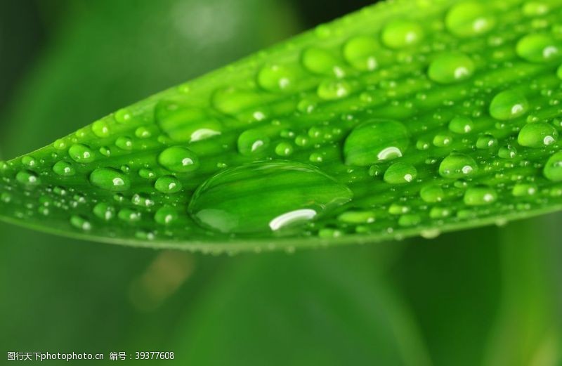 绿色清新背景水滴图片