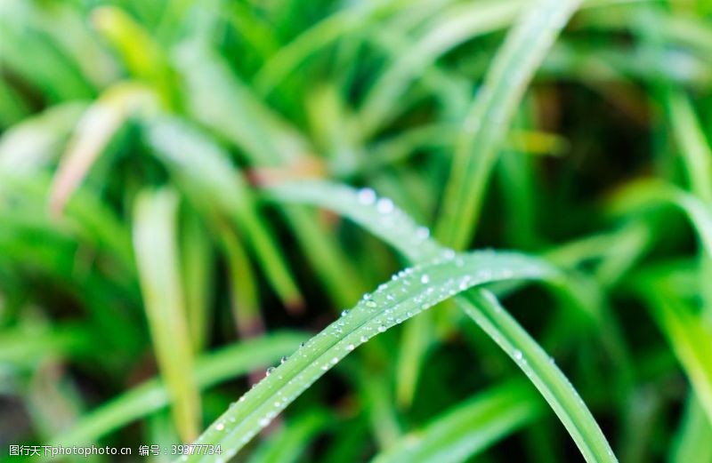 春天的背景小草上的水滴图片