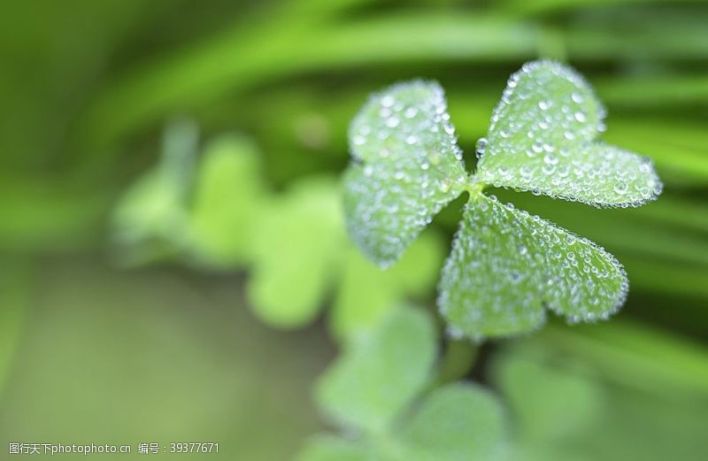 绿色清新背景植物水珠雨露图片