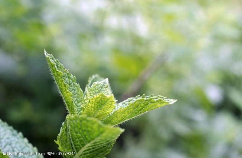 绿色荷叶薄荷叶图片