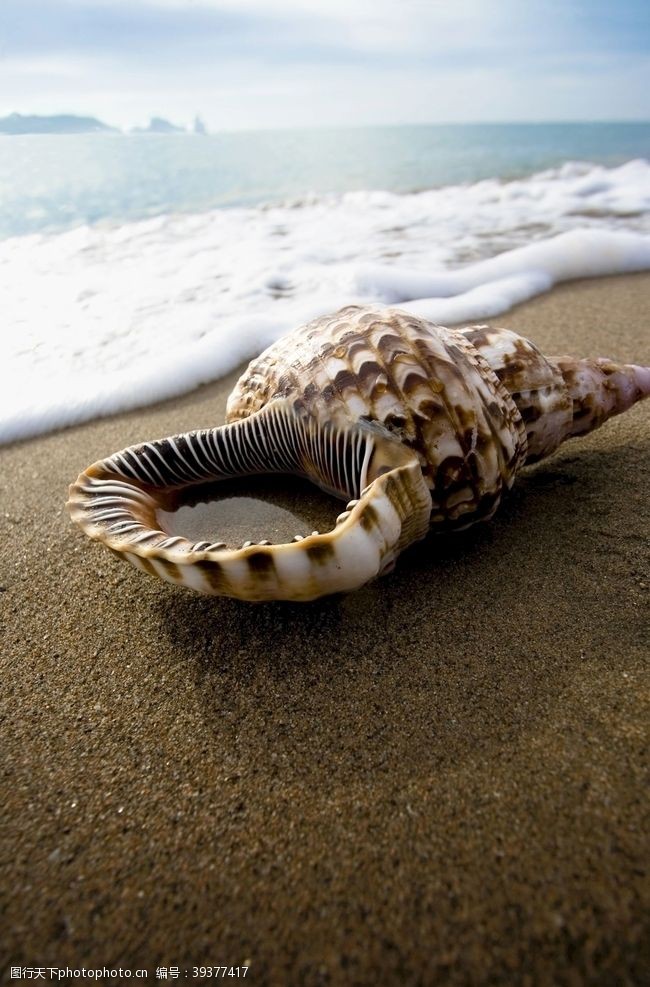 贝类海螺图片