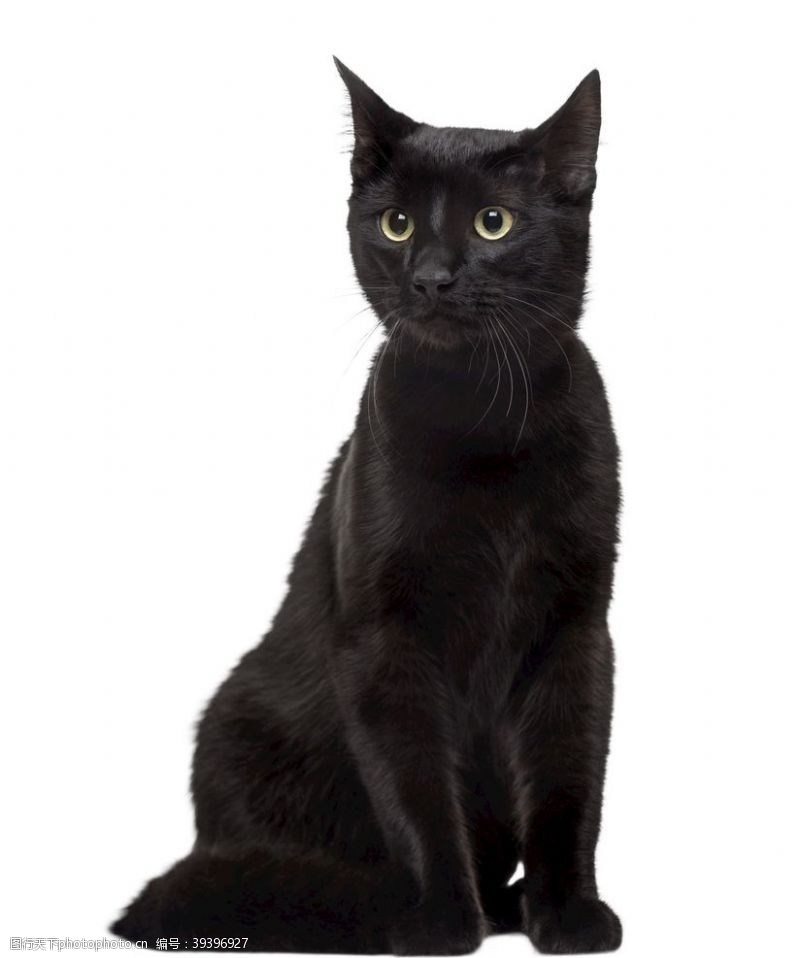 加菲猫黑猫图片