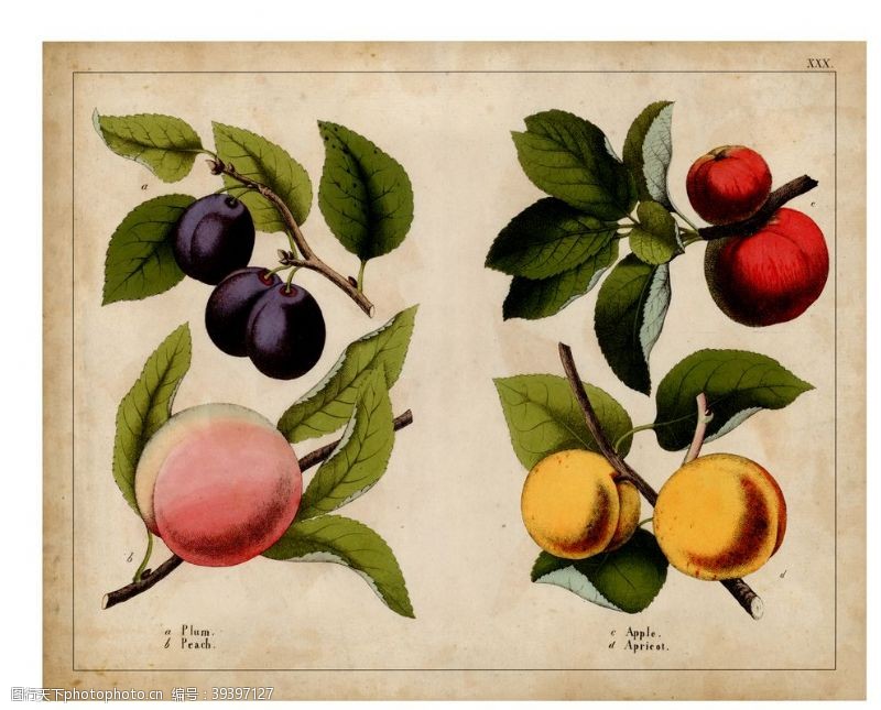 水果装饰画美式桃子水果复古装饰画图片