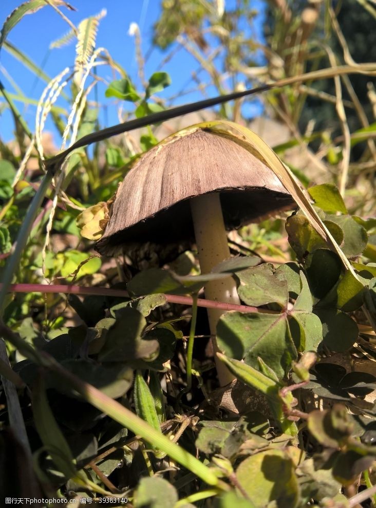 香菜蘑菇图片