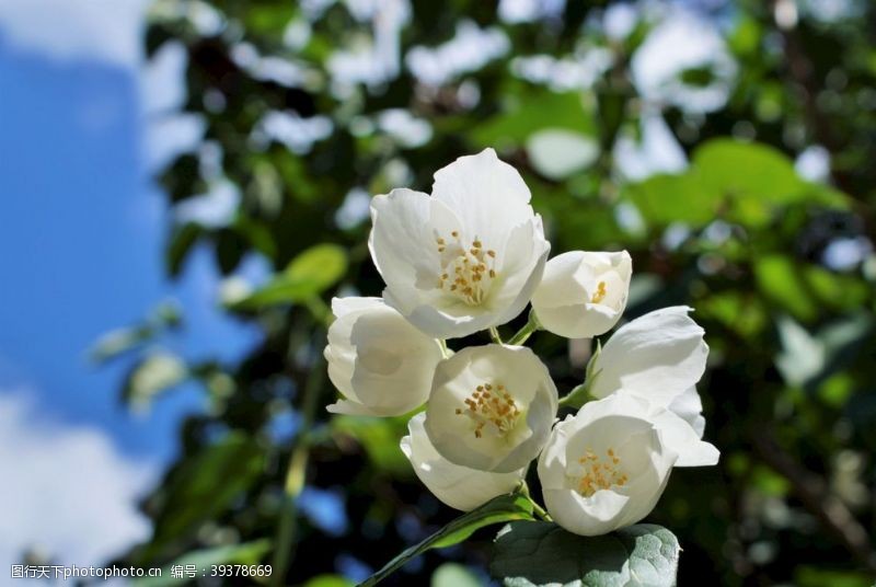 茉莉花文化节茉莉花图片