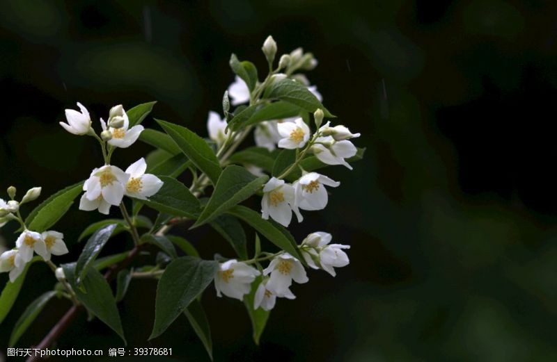 茉莉花文化节茉莉花图片