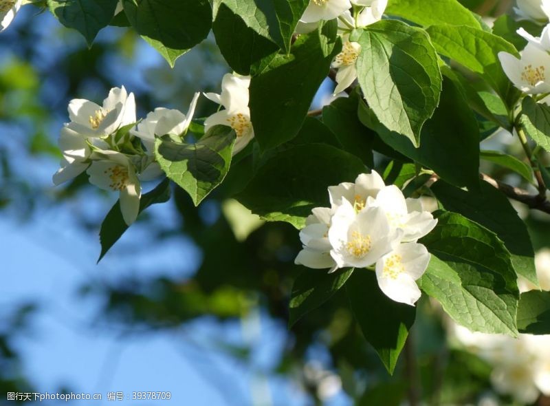 茉莉花文化节茉莉花图片