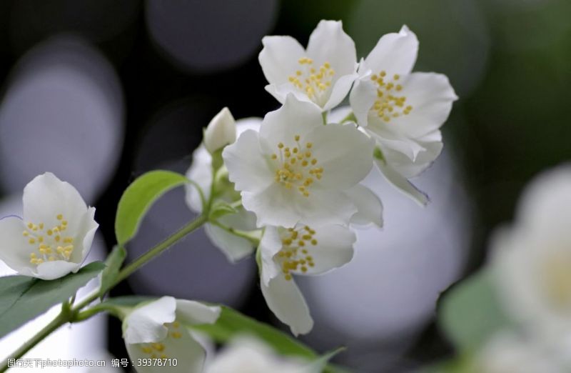 茉莉花文化节茉莉花图片