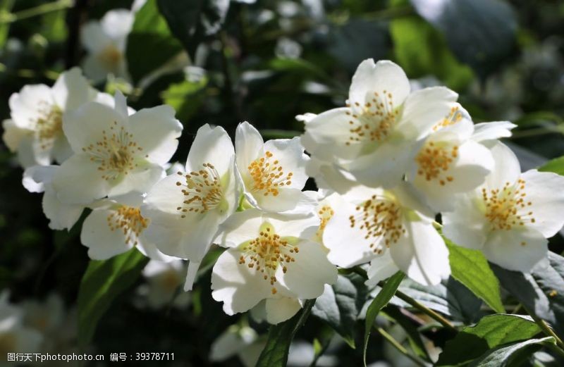 茉莉花文化节茉莉花图片