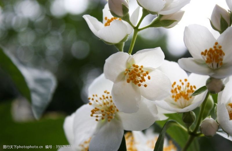 茉莉花文化节茉莉图片